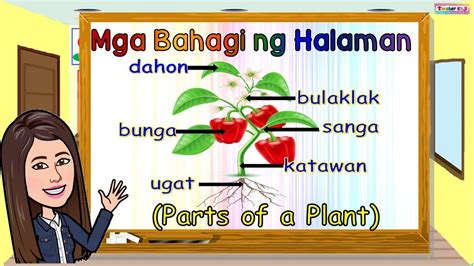 mga bahagi ng halaman drawing